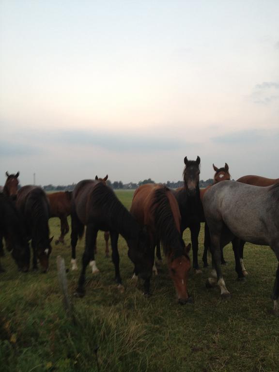Farm Stay Hof Auf Der Wurp Harrierwurp Exteriör bild